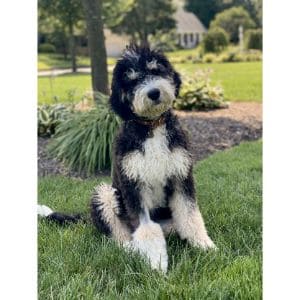 Tri-State-Bernedoodle