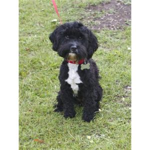 Tuxedo-Cockapoo