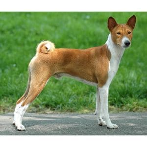 Types-of-Basenji-Dog-Sounds