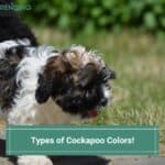 Types-of-Cockapoo-Colors-template