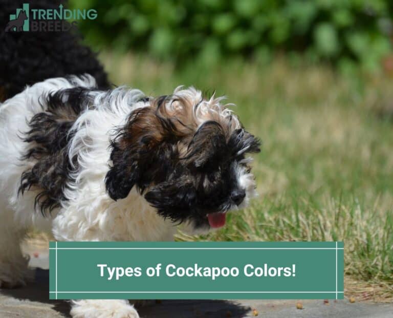 Types of Cockapoo Colors With Pictures! (2023)