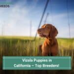 Vizsla-Puppies-in-California-–-Top-5-Breeders-template
