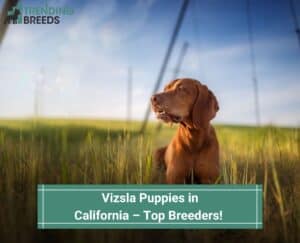 Vizsla-Puppies-in-California-–-Top-5-Breeders-template