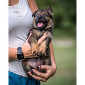 Vogelhaus-German-Shepherds