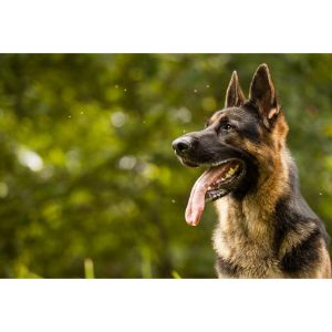 Vom-Buflod-German-Shepherds