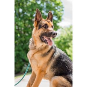 Vom-Dortmunder-German-Shepherds