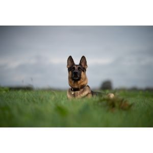 Vom-Eisenherz-German-Shepherds