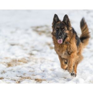 Vom-Ragnar-German-Shepherds