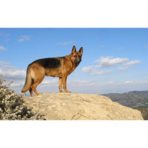 Von-Dansu-German-Shepherds