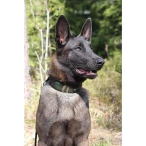 What-Are-The-Common-Colors-Of-The-Belgian-Malinois