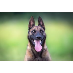 What-Are-The-Different-Colors-Of-A-Belgian-Malinois