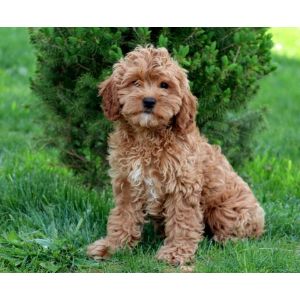 What-Determines-the-Price-of-Cavapoo-Puppies