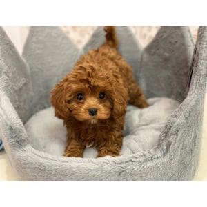 What-Impacts-a-Cavapoo-Lifespan