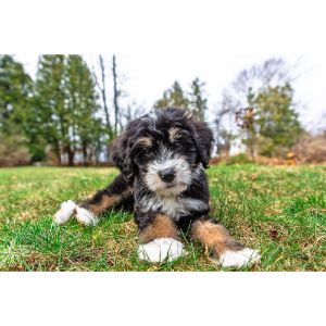 What-Impacts-the-Size-of-a-Bernedoodle