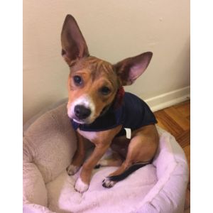 What-Is-a-Basenji-Chihuahua-Mix