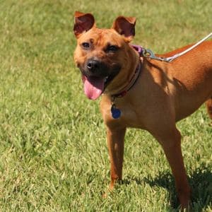 What-Is-a-Basenji-Pitbull-Mix