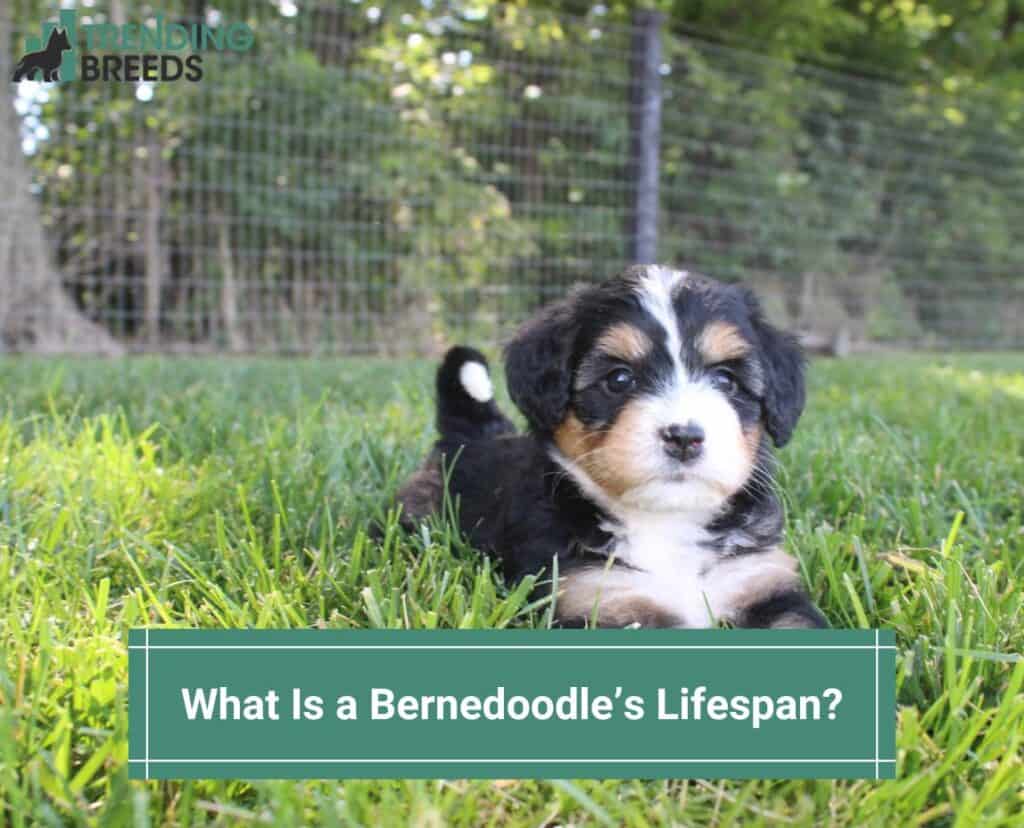 What-Is-a-Bernedoodles-Lifespan-template