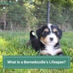 What Is a Bernedoodle’s Lifespan? (2022)