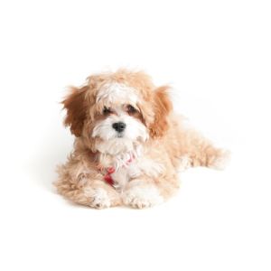 What-Is-a-Cavapoo