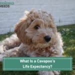 What-Is-a-Cavapoos-Life-Expectancy-template