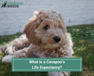 What-Is-a-Cavapoos-Life-Expectancy-template