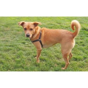 What-Is-a-Golden-Retriever-Basenji-Mix