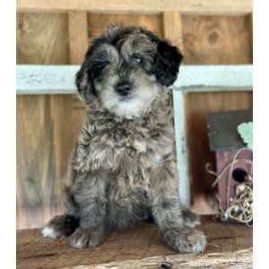 What-Is-an-F3-Aussiedoodle