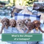 What-Is-the-Lifespan-of-a-Cockapoo-template