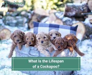 What-Is-the-Lifespan-of-a-Cockapoo-template