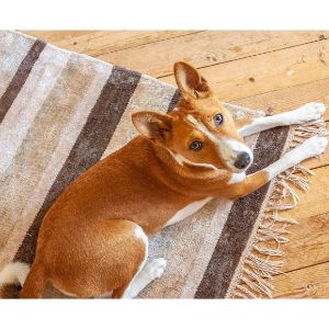 What-to-Do-About-a-Basenji-Barking