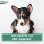 Whats-It-Like-to-Have-a-Baby-Basenji-Dog-template