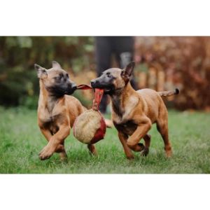 Whats-The-Difference-Between-A-Male-And-a-Female-Belgian-Malinois