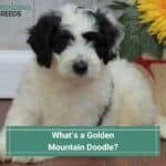 What’s a Golden Mountain Doodle? (2022)