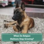 When-Do-Belgian-Malinois-Stop-Growing-template