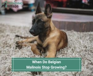 When-Do-Belgian-Malinois-Stop-Growing-template