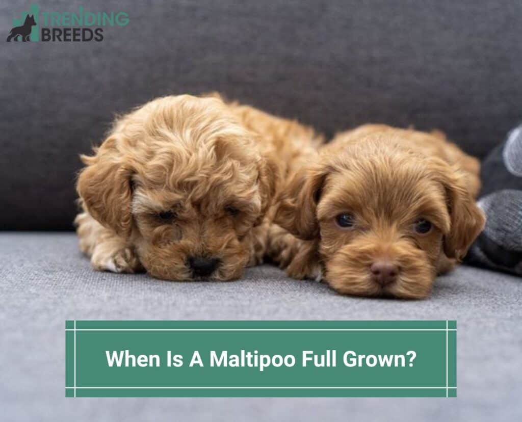 When-Is-A-Maltipoo-Full-Grown-template
