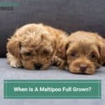 When Is A Maltipoo Full Grown? (2022)