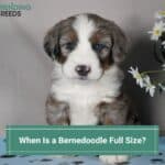 When-Is-a-Bernedoodle-Full-Size-template