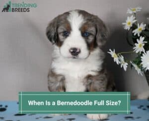 When-Is-a-Bernedoodle-Full-Size-template