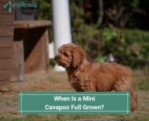 When-Is-a-Mini-Cavapoo-Full-Grown-template