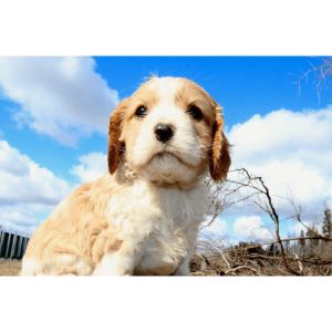 Where-To-Buy-a-Cavapoo-Puppy