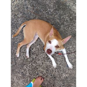 Where-To-Get-Basenji-Pitbull-Mix-Puppies