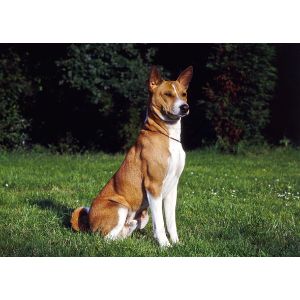 basenji mixes which one is right for you