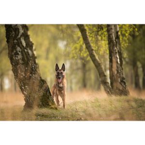 Who-Is-The-Belgian-Malinois