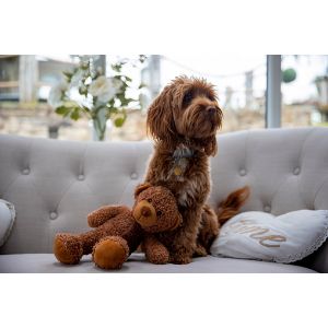 Why-Adopt-a-Hypoallergenic-Dog