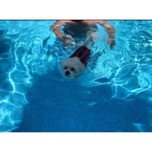 Why-Is-It-A-Good-Idea-To-Teach-A-Maltipoo-To-Swim