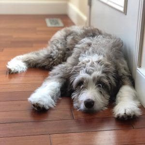 Why-You-Should-Care-About-Aussiedoodle-Generations