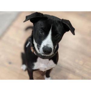 Why-You-Should-Consider-Adopting-a-Basenji-Border-Collie-Mix