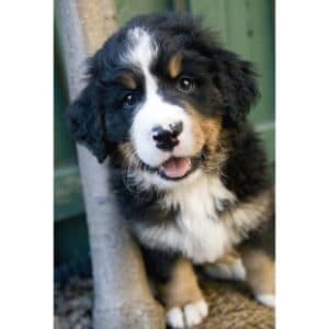 Woodcreek-Ranch-Bernedoodles