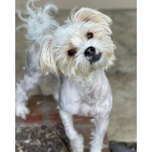 Yorkie-Maltipoo-vs-Morkie